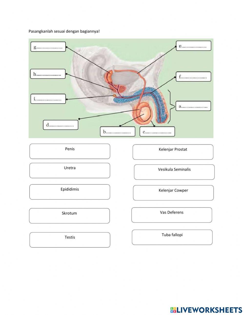 sistem reproduksi manusia