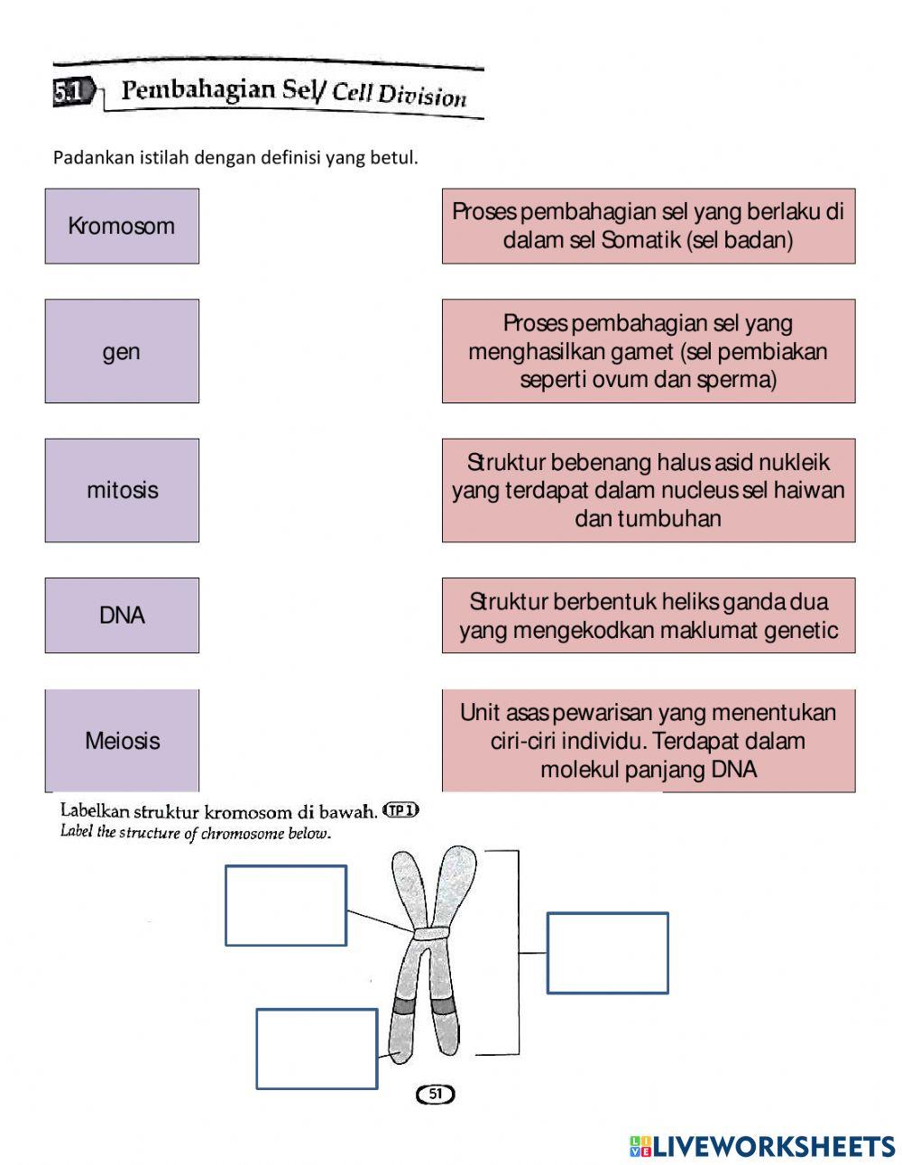 5.1 Gen, DNA dan Kromosom