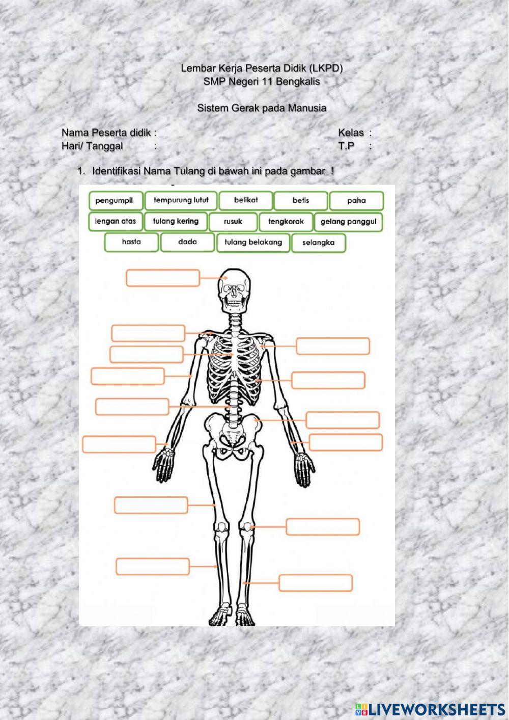 Sistem Gerak Manusia