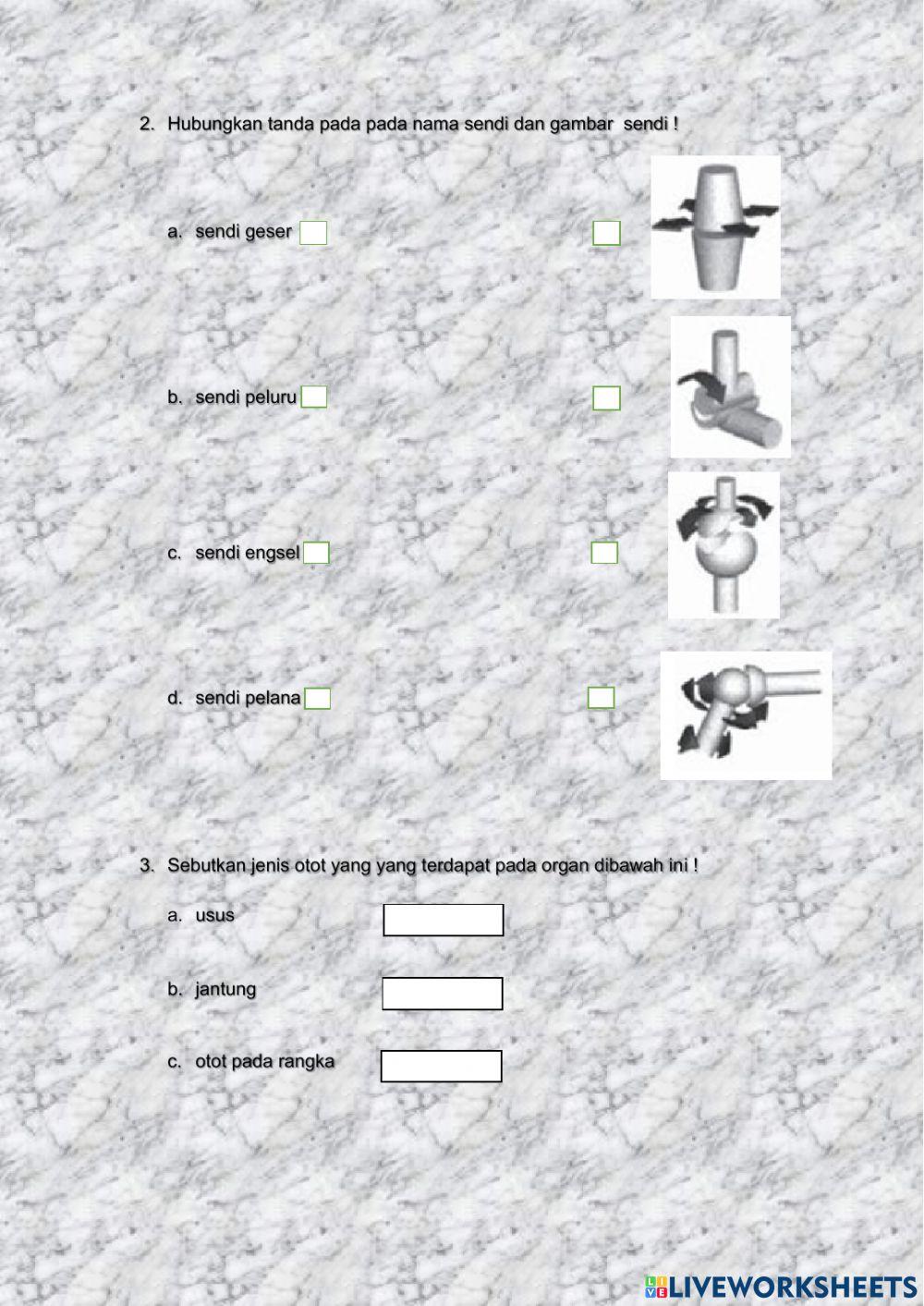 Sistem Gerak Manusia