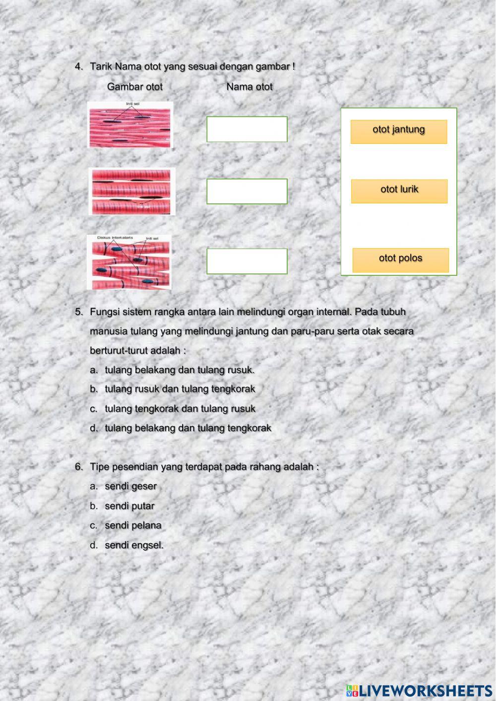 Sistem Gerak Manusia