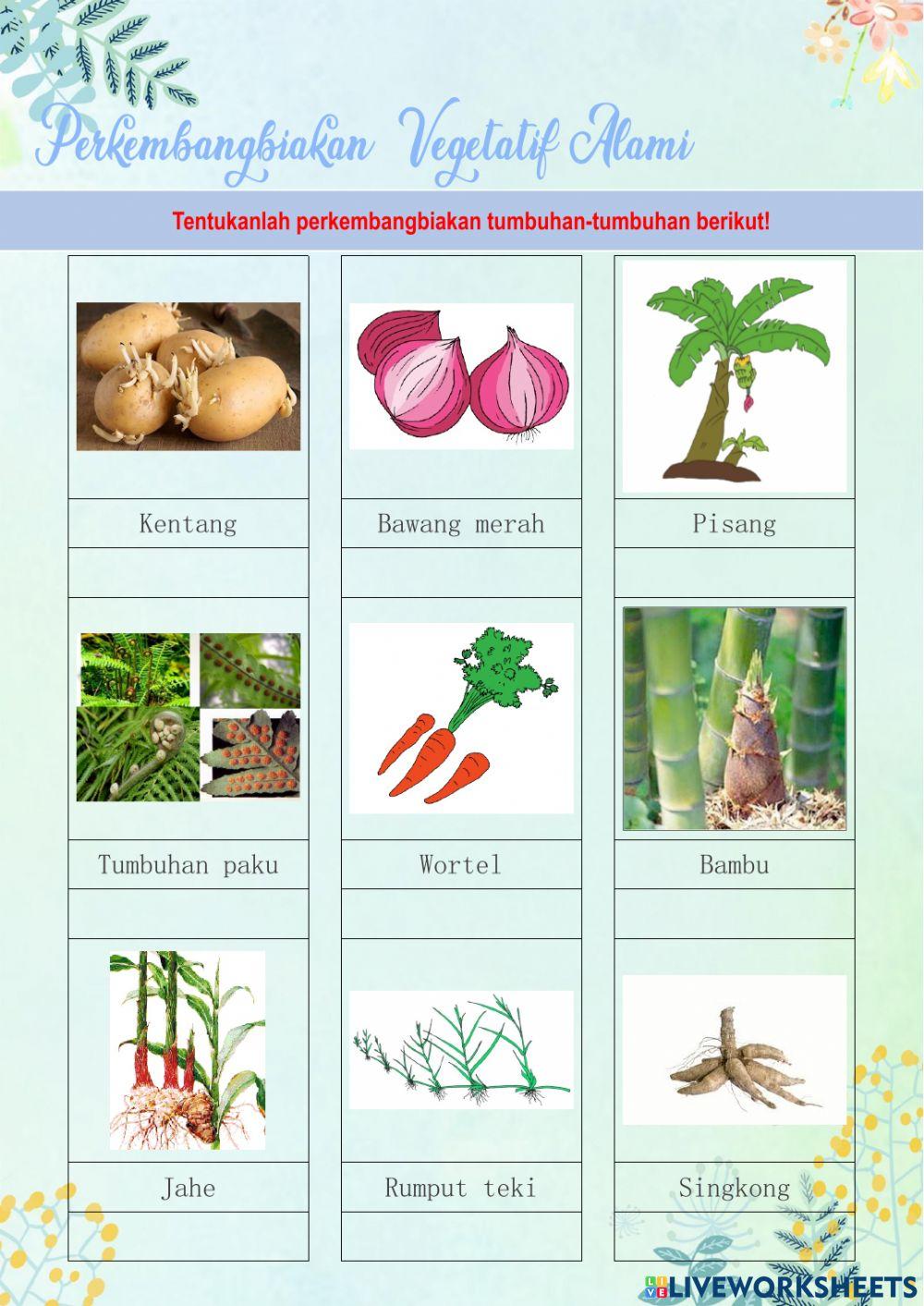 Perkembangbiakan tumbuhan secara vegetatif