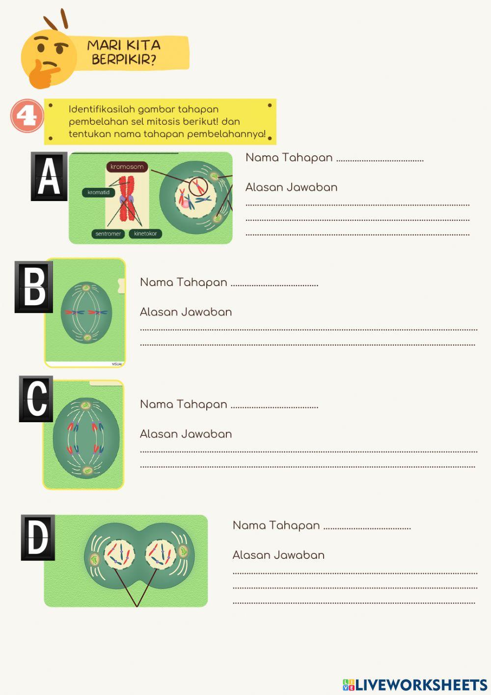 Pembelahan Sel Mitosis