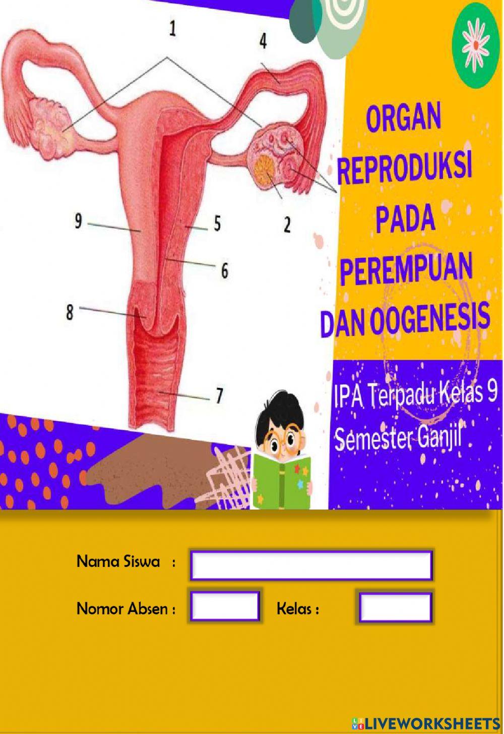 Organ Reproduksi pada Perempuan dan Oogenesis