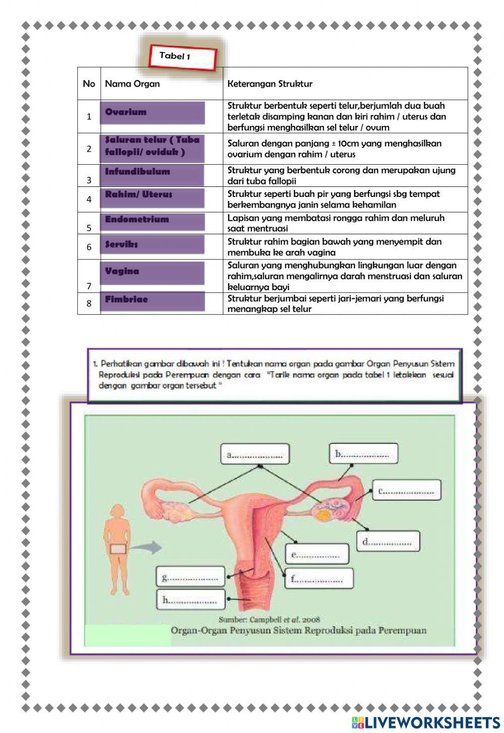 Organ Reproduksi pada Perempuan dan Oogenesis