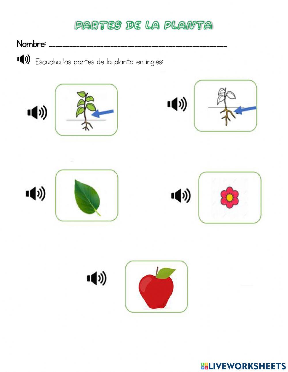 Partes de la planta