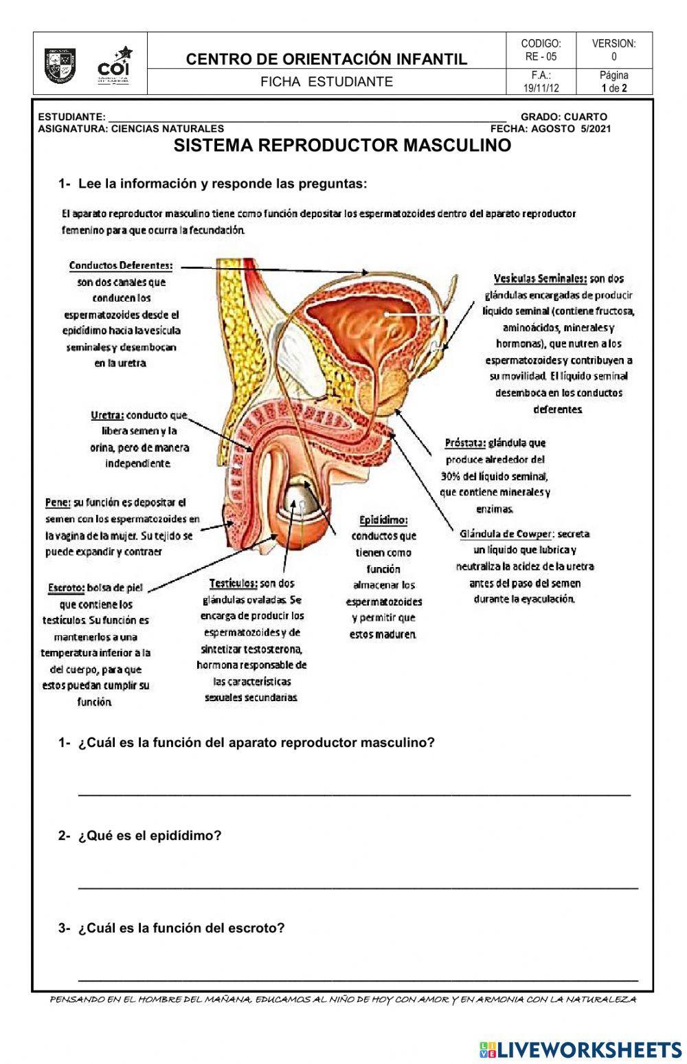 Sistema reproductor masculino