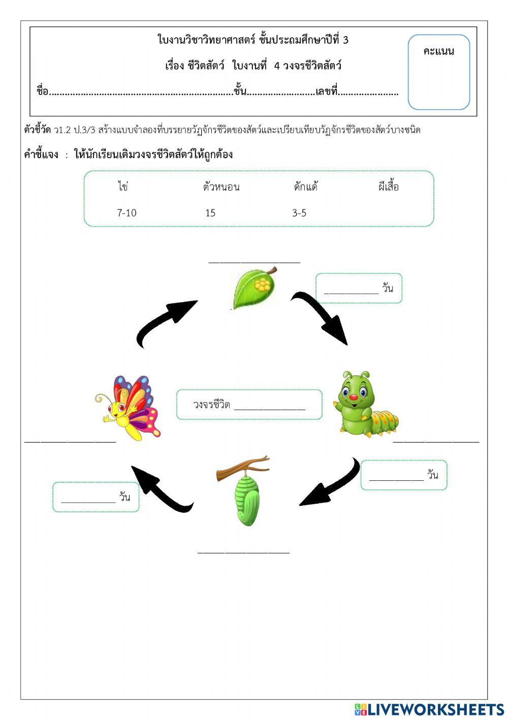 วงจรชีวิตผีเสื้อ worksheet | Live Worksheets