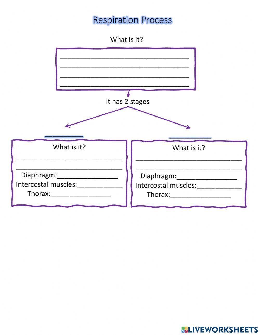 Respiration Process