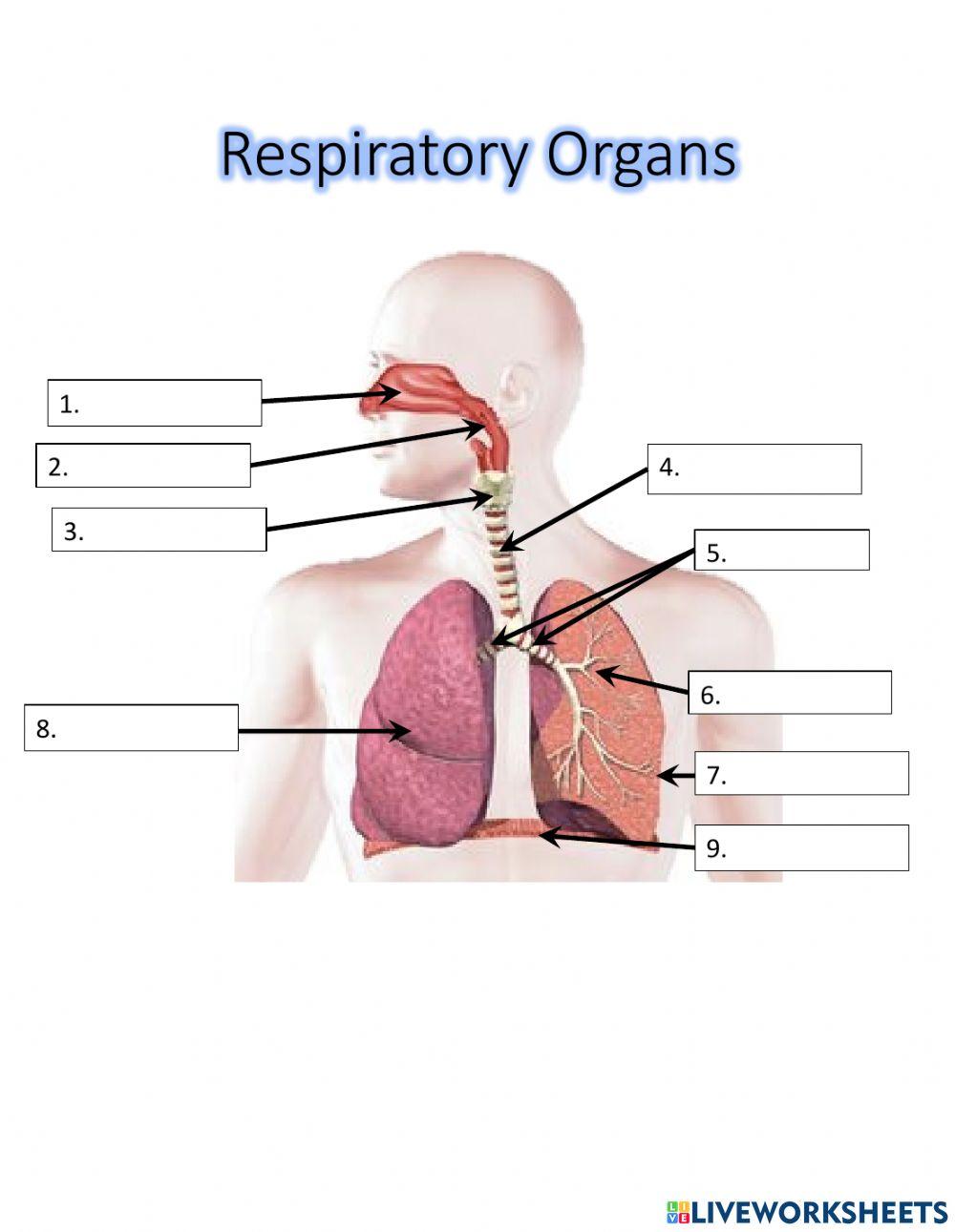 Respiratory Organs