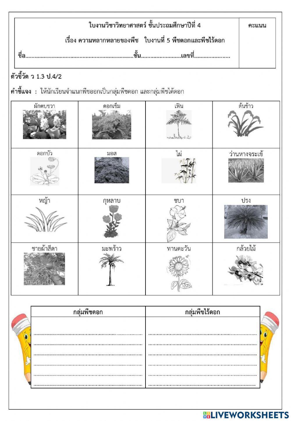 พืชดอกและพืชไร้ดอก