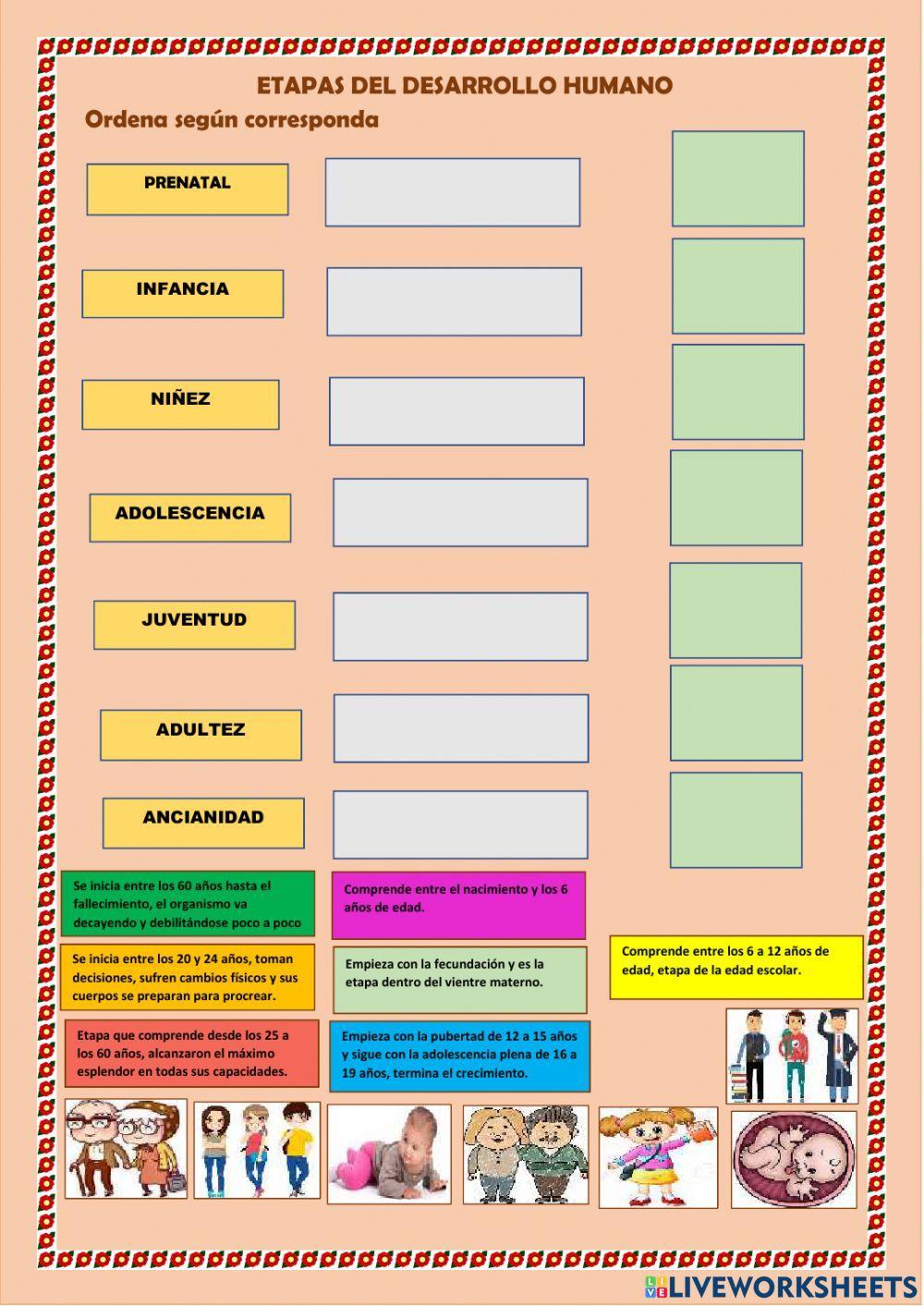Etapas del desarrollo humano