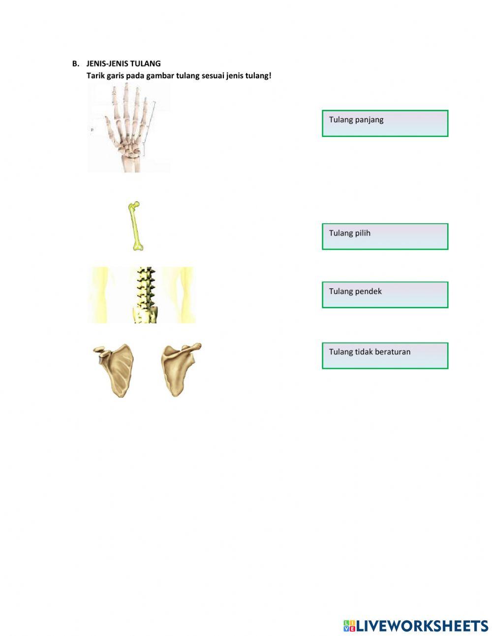 Sistem Gerak Manusia