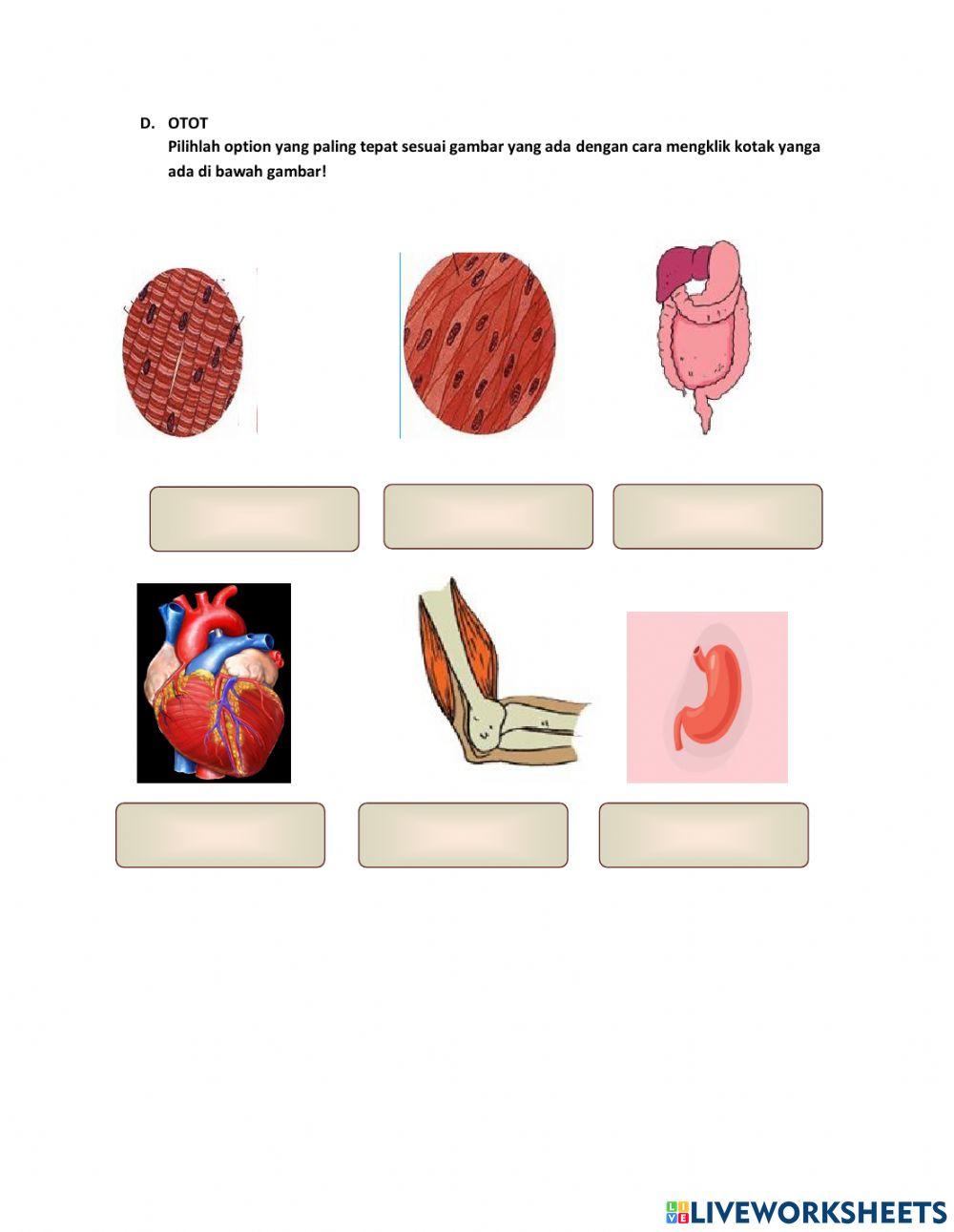 Sistem Gerak Manusia