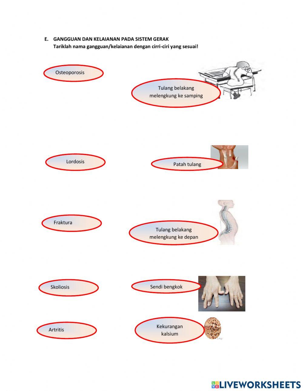 Sistem Gerak Manusia