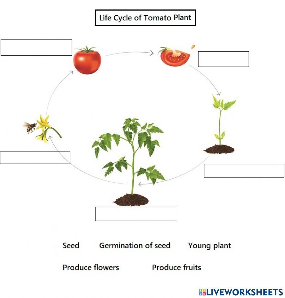 Life Cycle of Tomato Plant online exercise for Live Worksheets