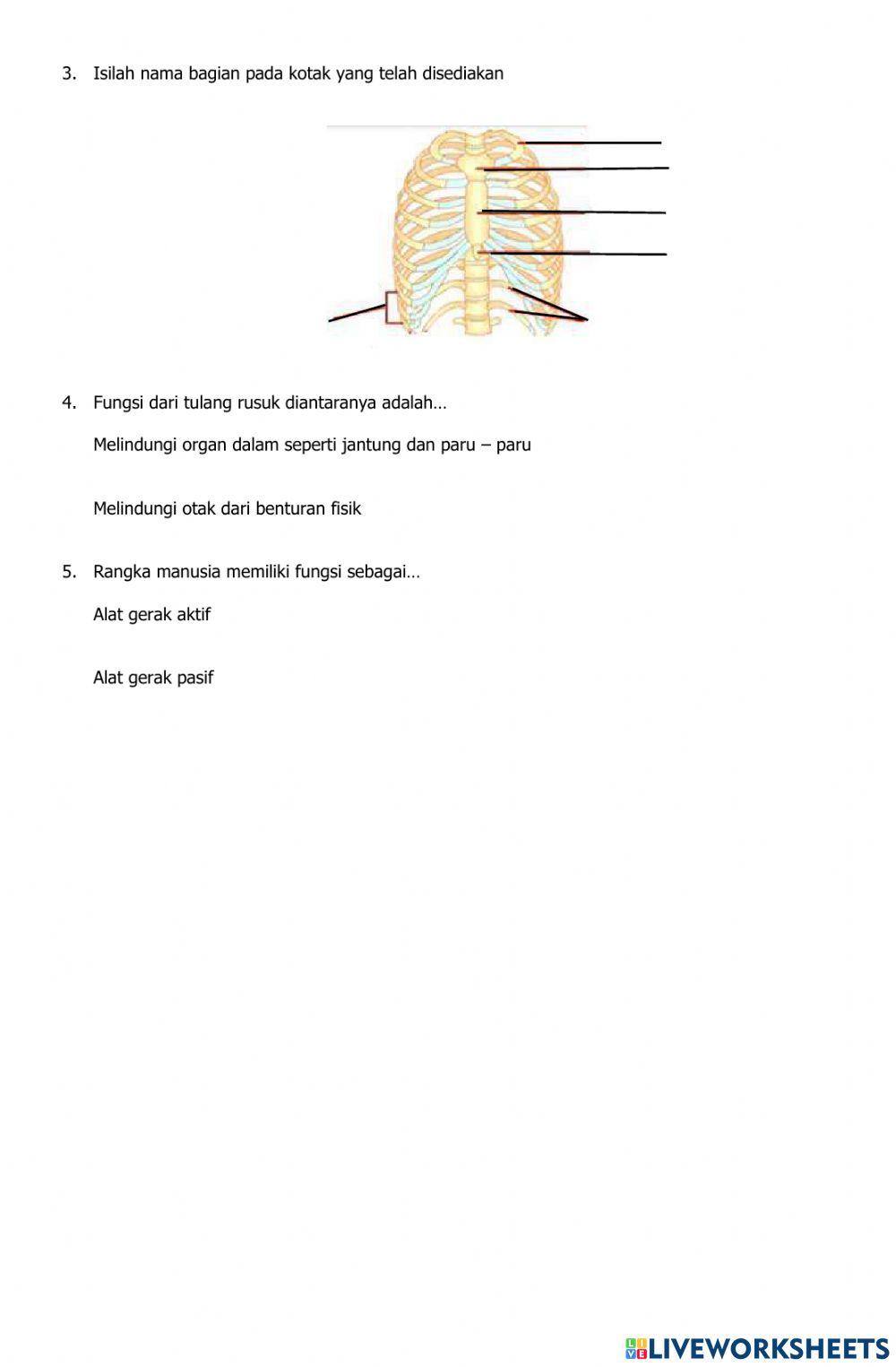 Sistem gerak manusia