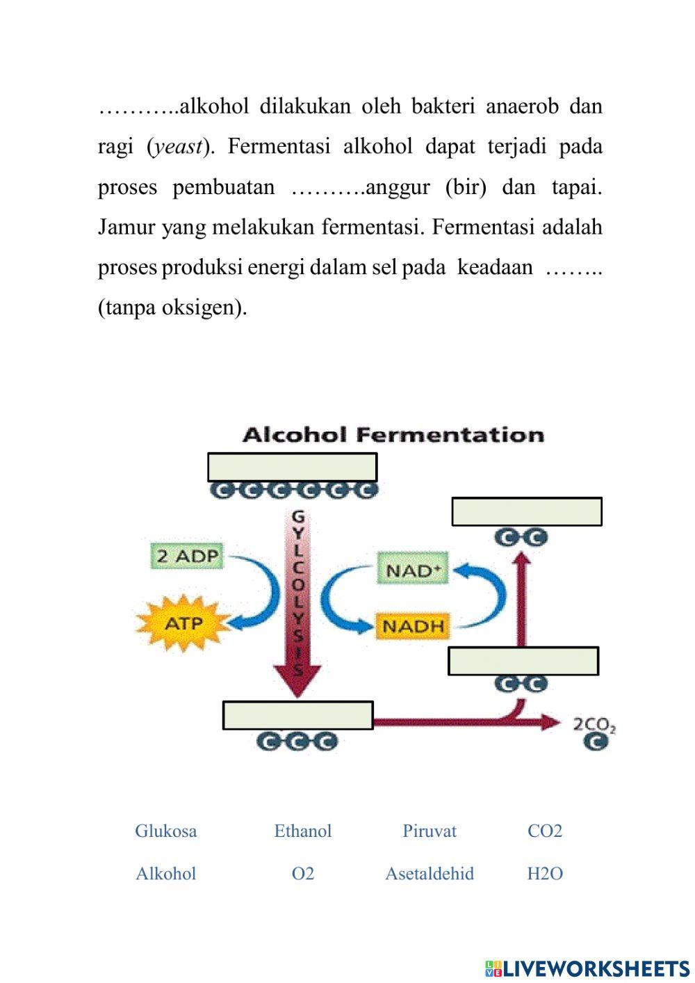 Lkpd fermentasi alkohol