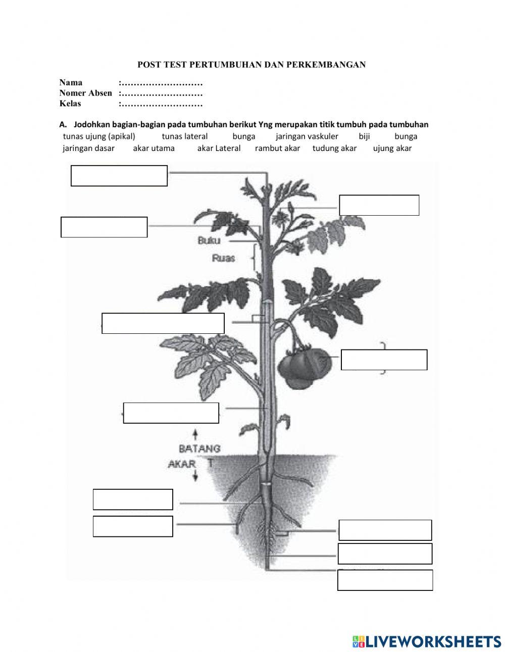 Posttest pertumbuhan dan perkembangan