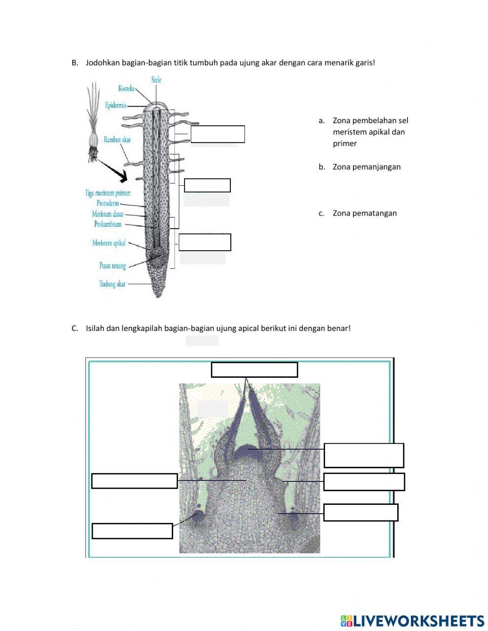 Posttest pertumbuhan dan perkembangan