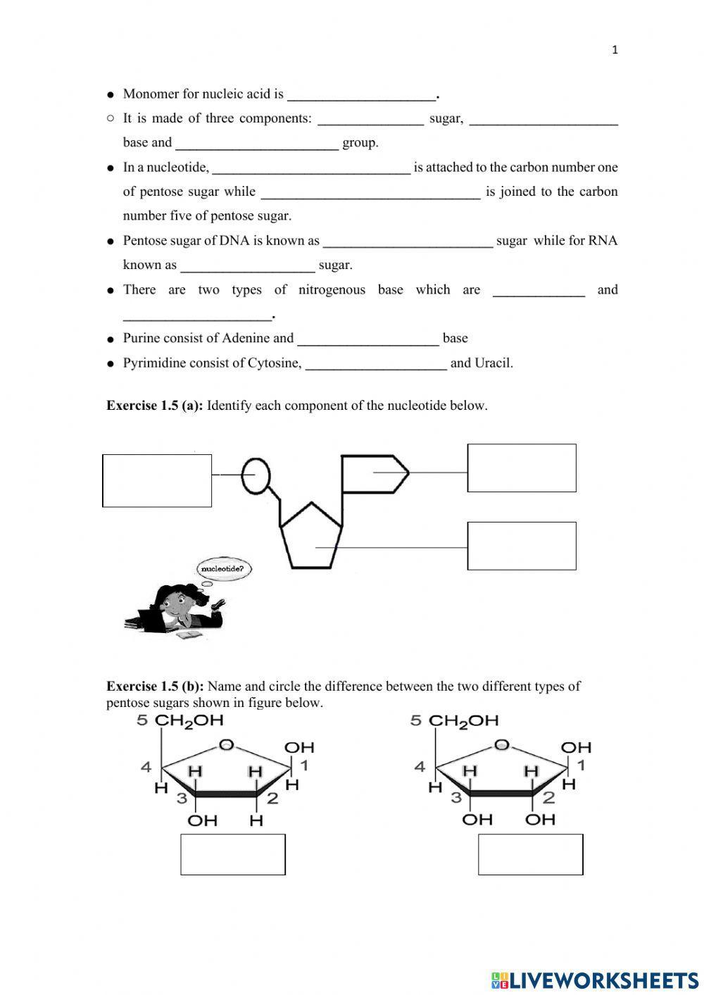 1.5 dna and rna molecules