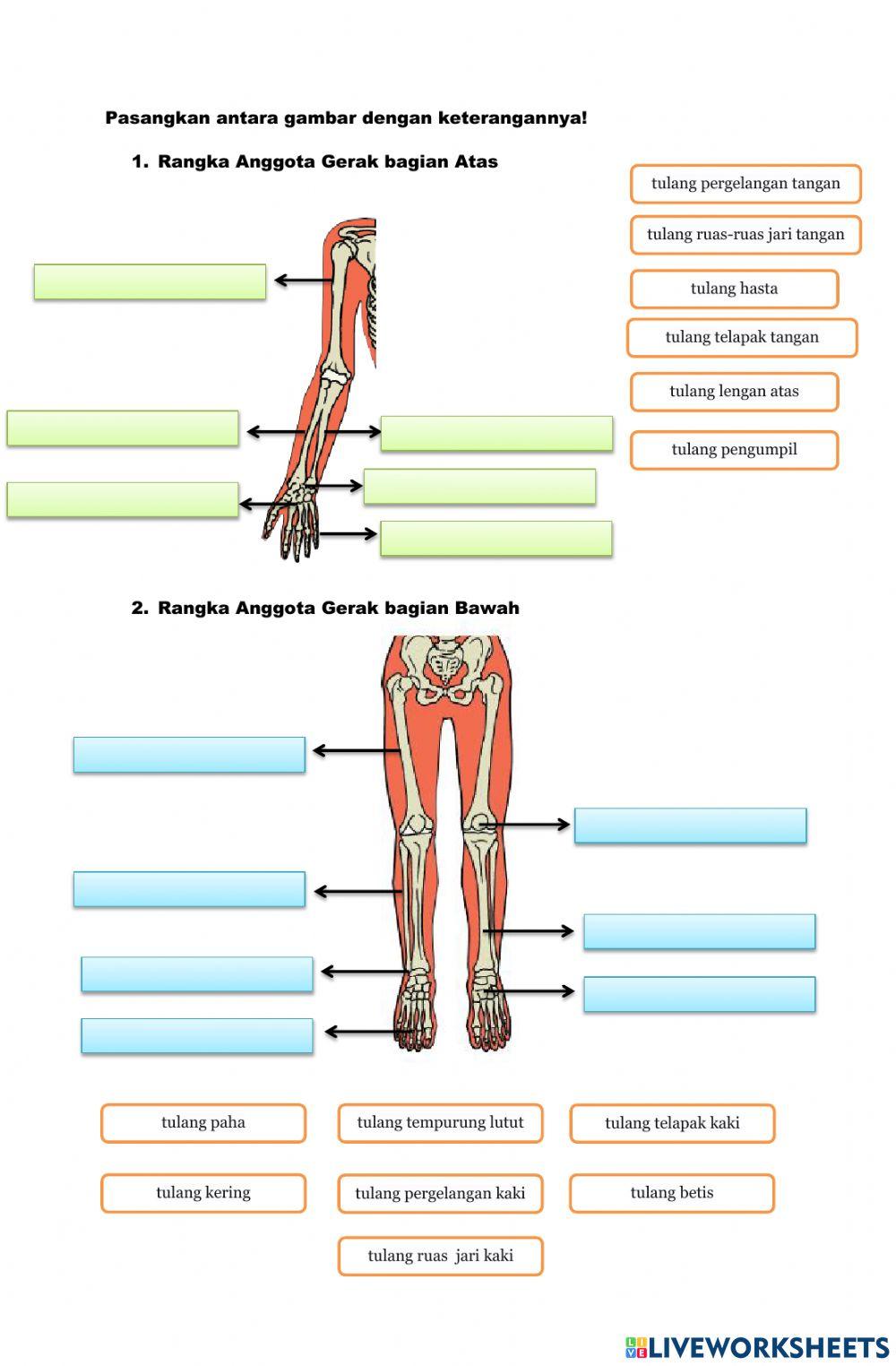 Kelas 5 Organ Gerak Manusia