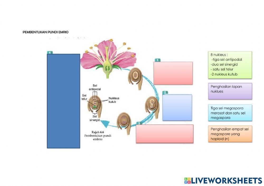 Struktur bunga dan pembentukan debunga dan pundi embrio