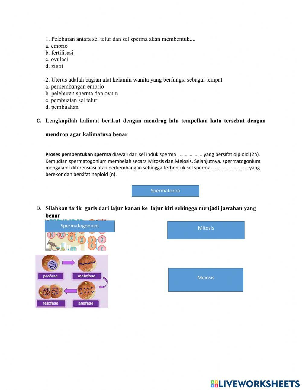 Sistem Reproduksi Pada manusia