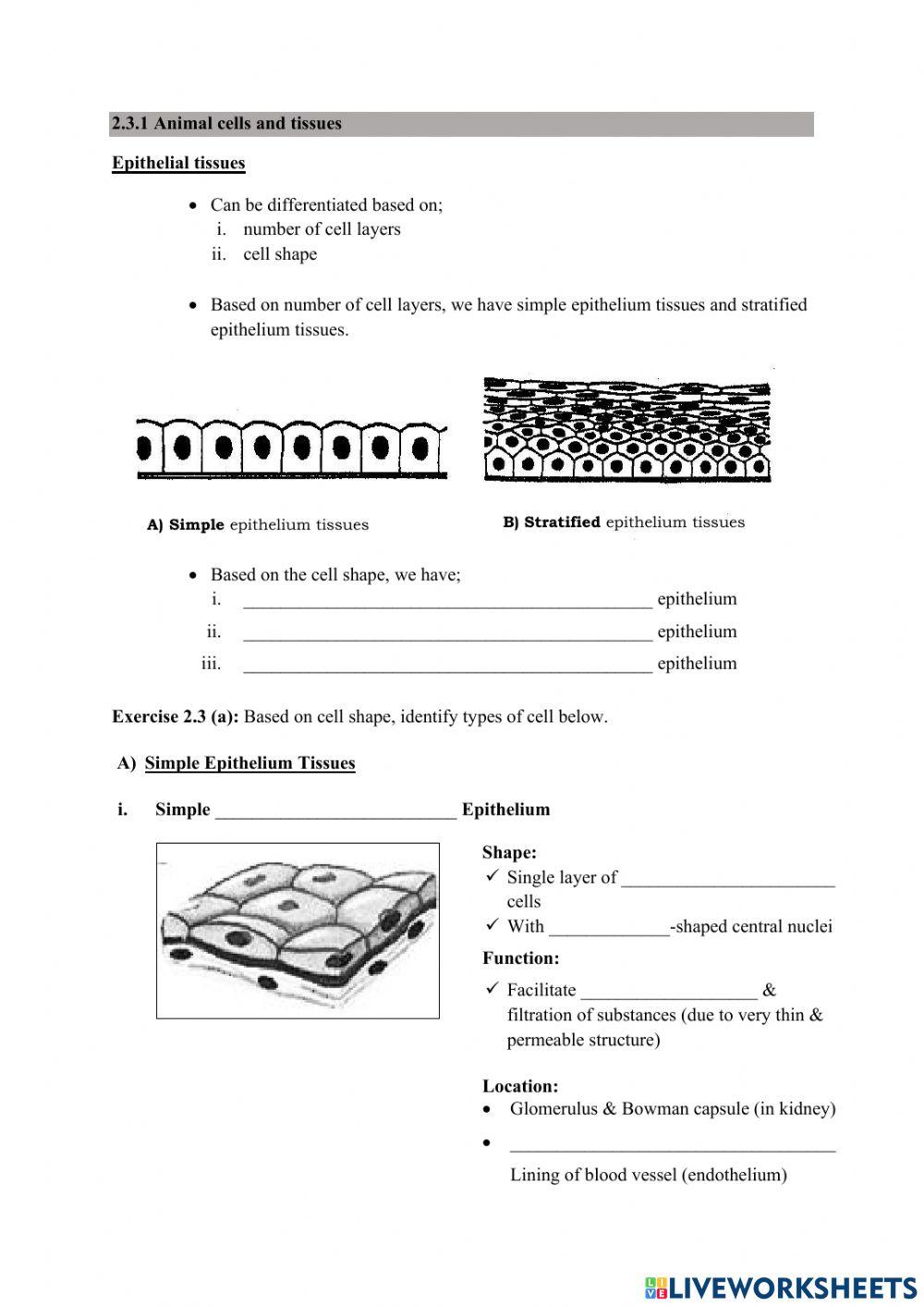 2.3 Cell are grouped into tissues