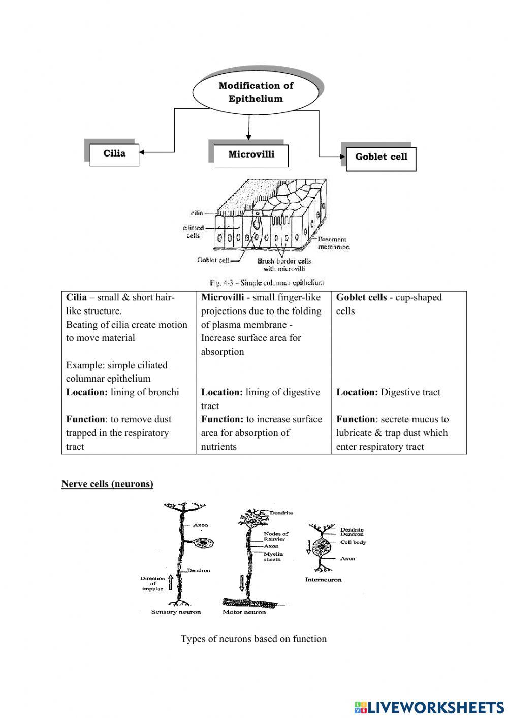 2.3 Cell are grouped into tissues