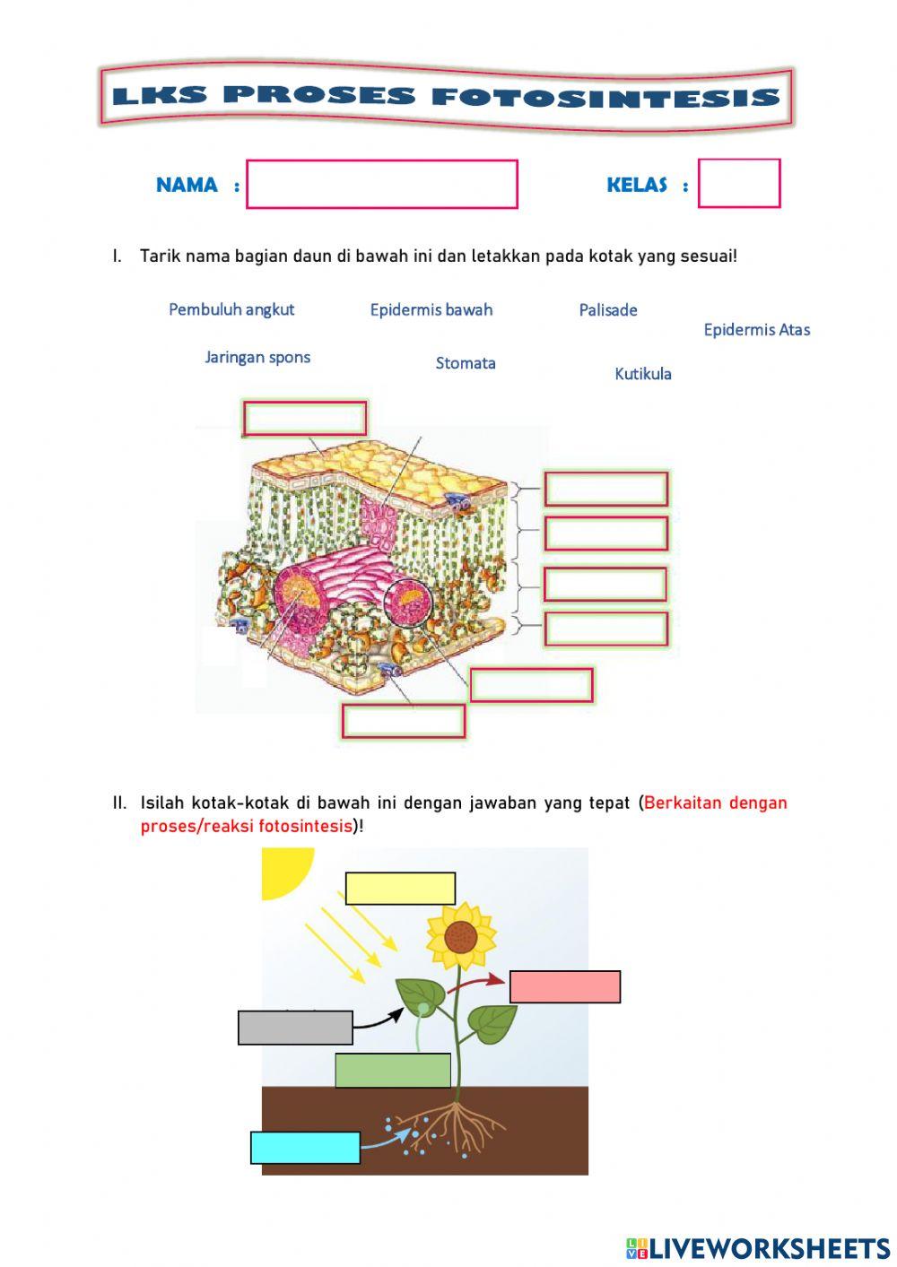 LKPD Proses Fotosintesis