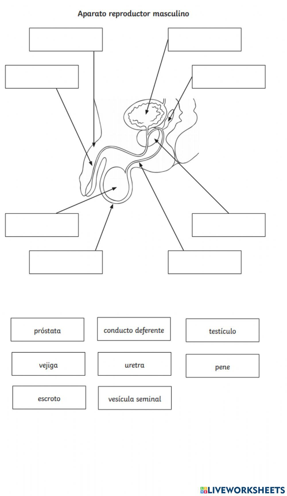Aparato reproductor masculino
