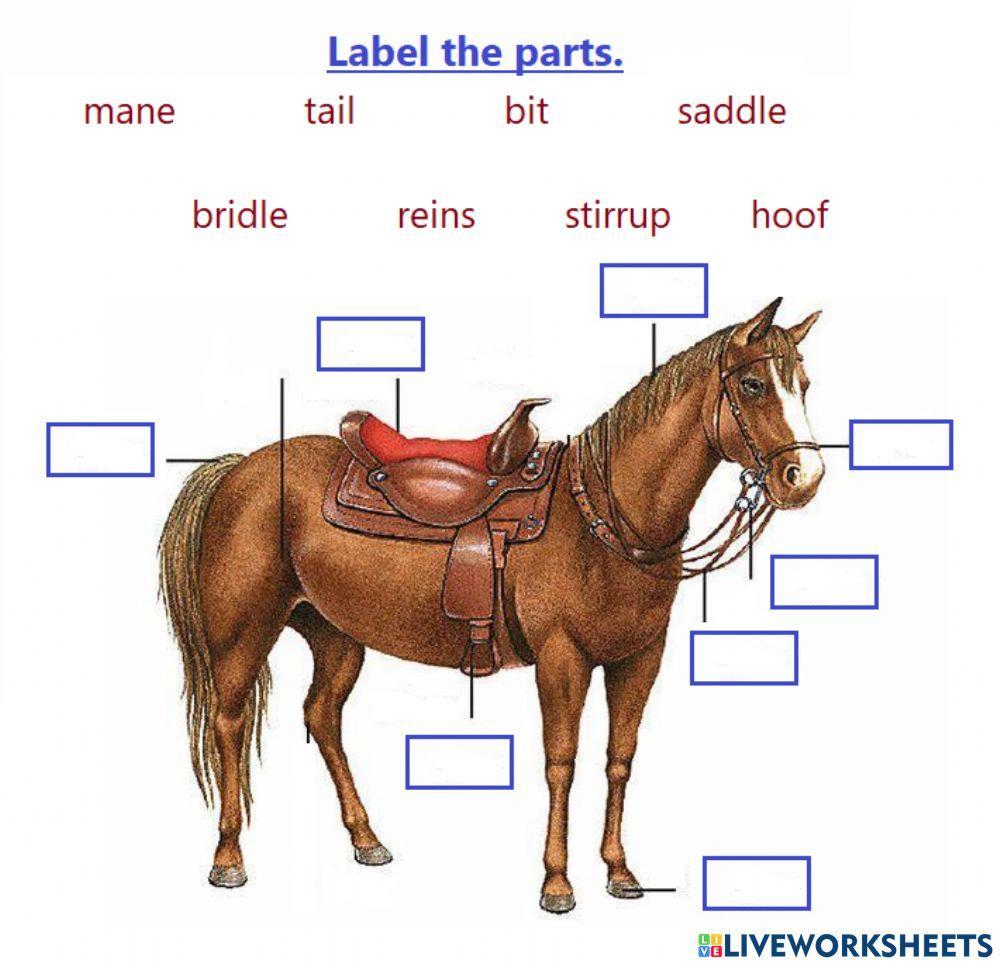 Label the horse parts.