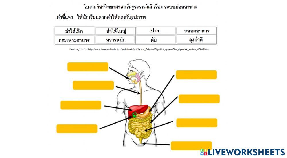 ใบงานระบบย่อยอาหารครูเดียร์