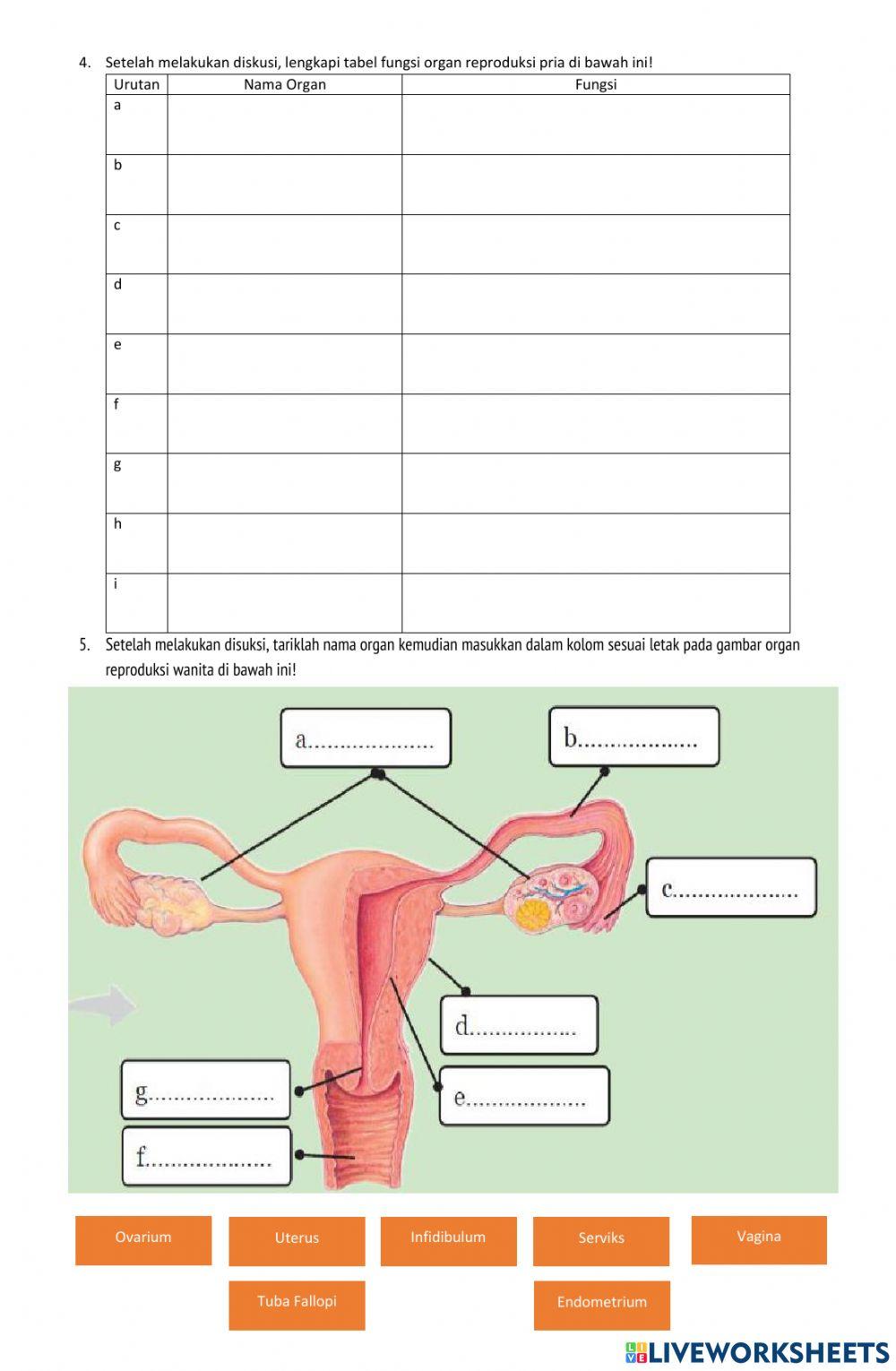 LKPD 2 Organ Reproduksi Manusia