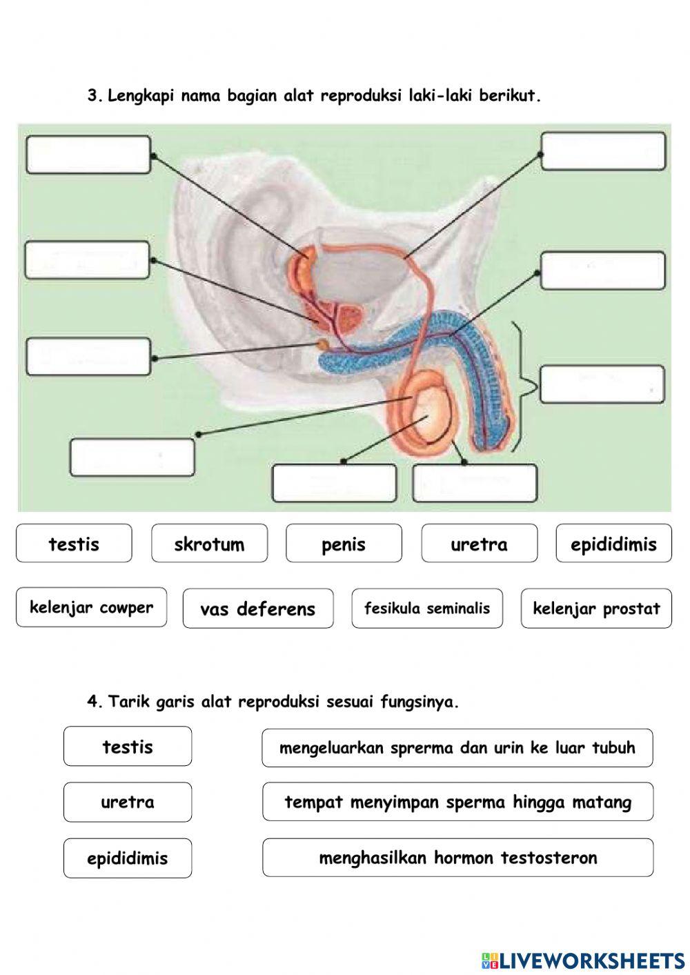 Alat reproduksi manusia
