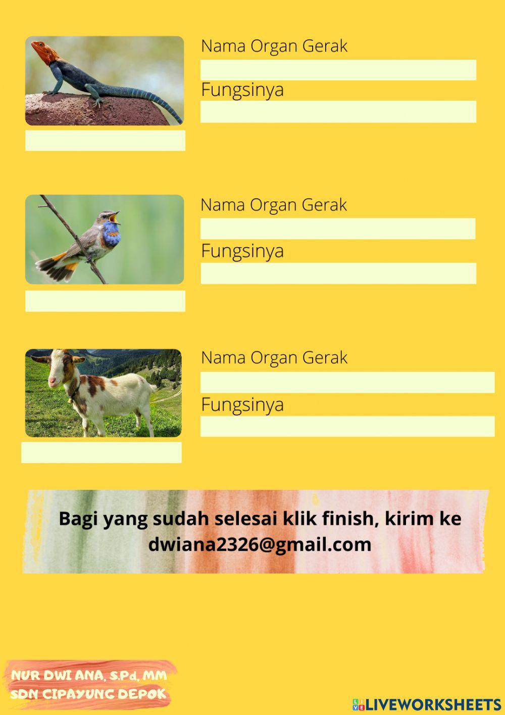 Organ Gerak Hewan dan Fungsinya