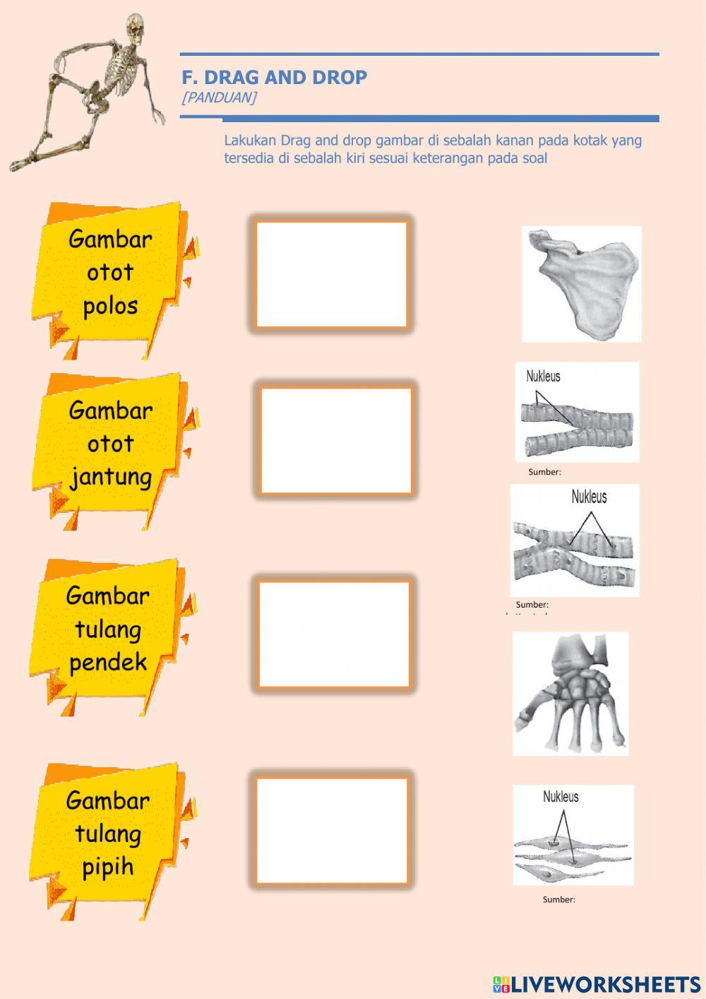 LKPD Sistem Gerak Makhluk Hidup