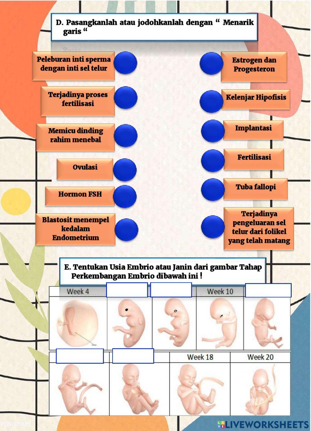 Siklus Menstruasi,Fertilisasi dan Kehamilan