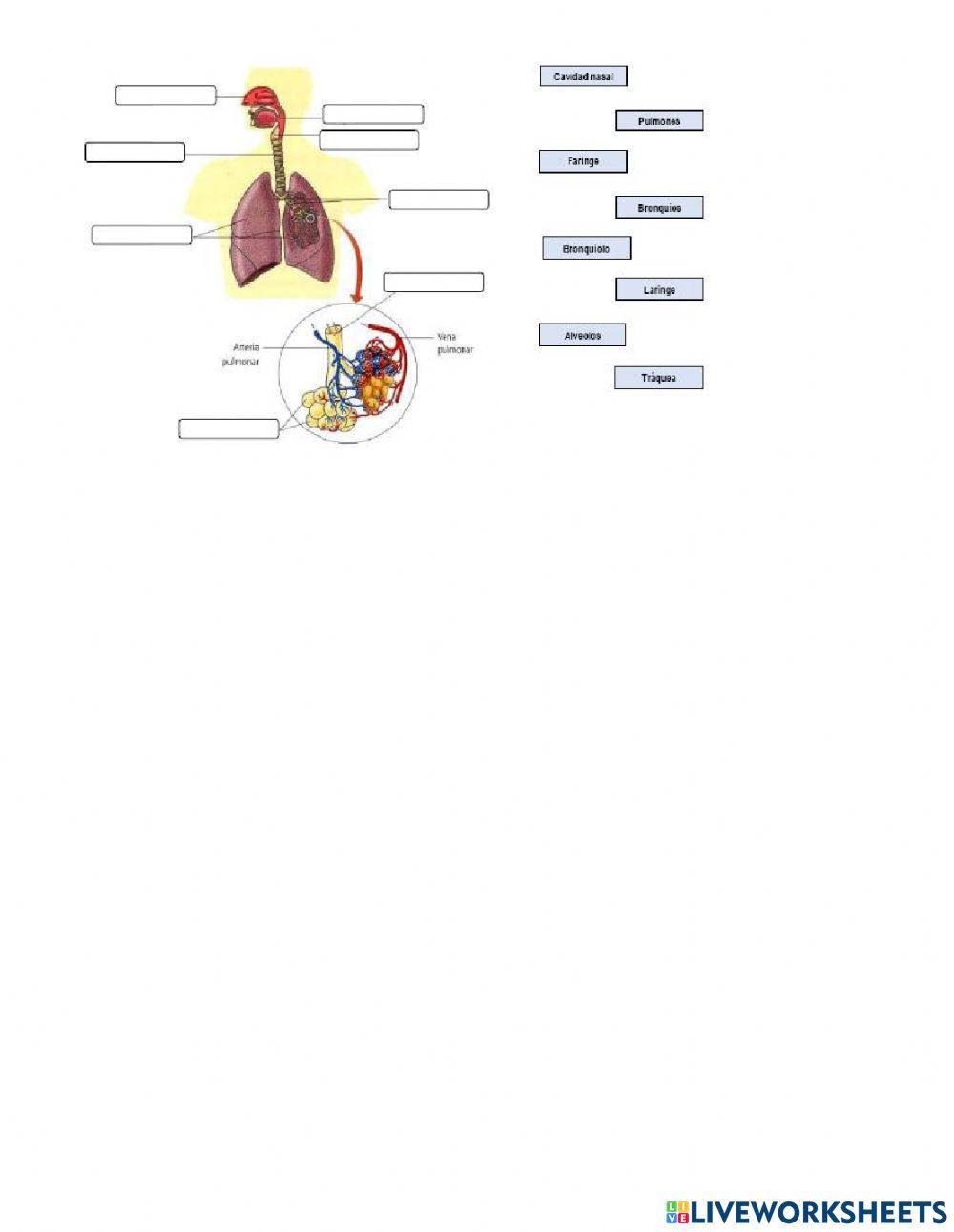 Taller de Respiración