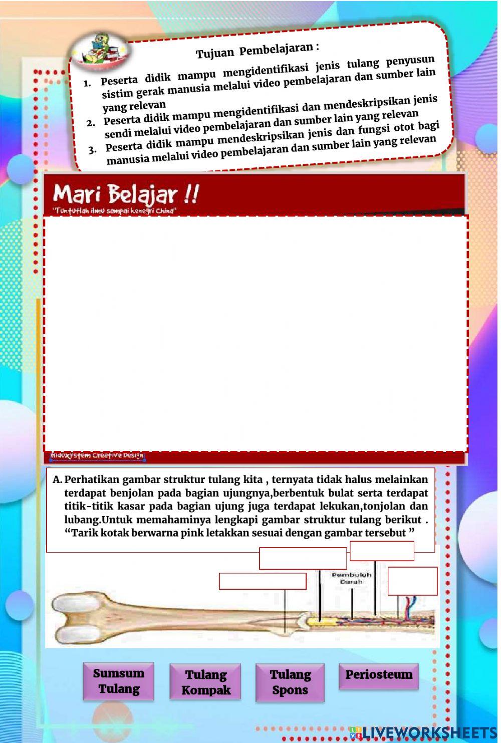 Sistem Gerak Manusia