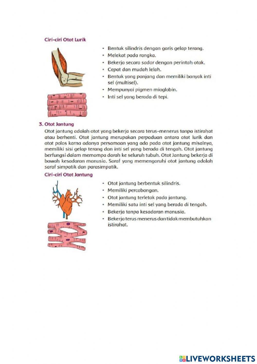 Jenis tulang, sendi dan otot