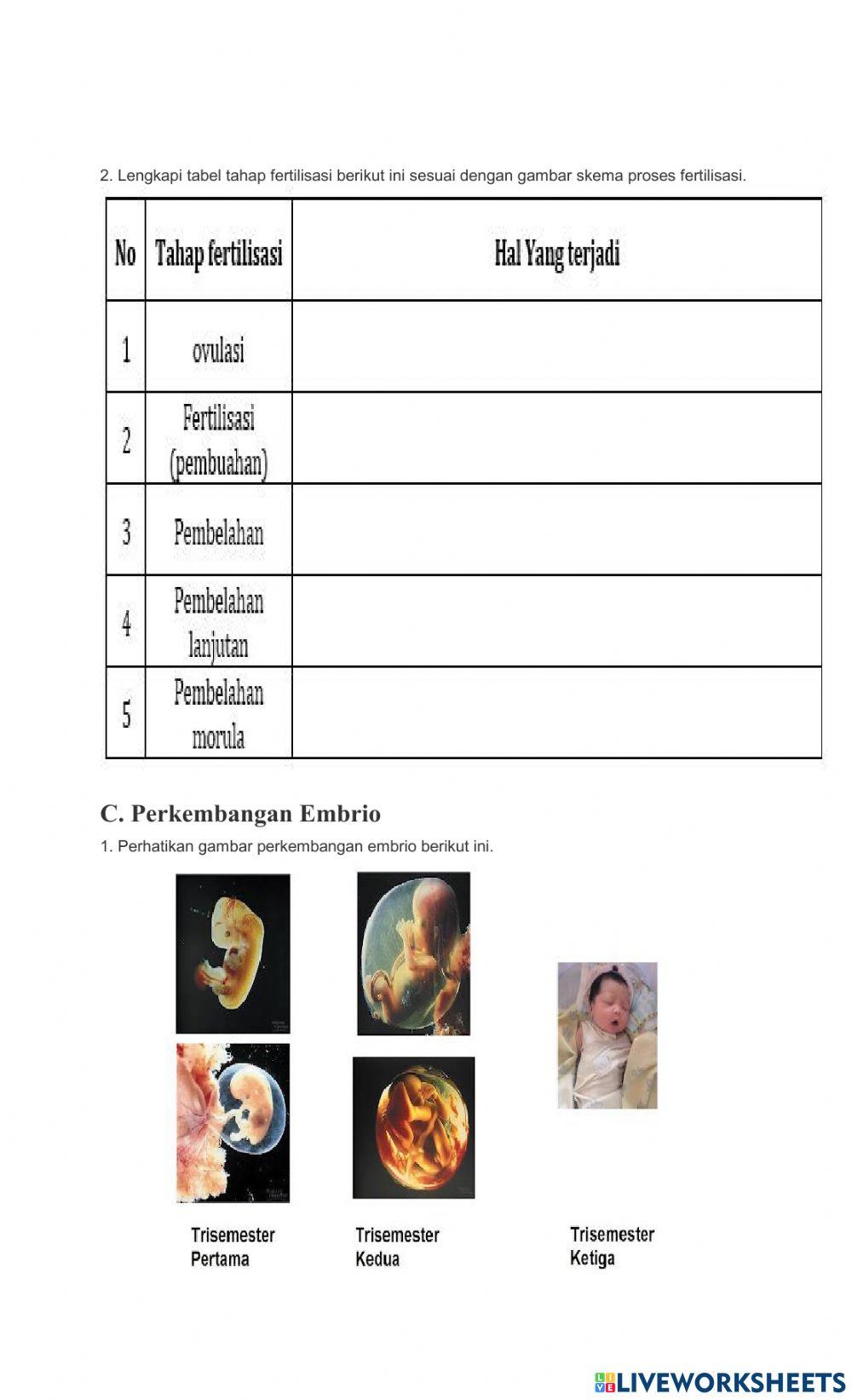 LKPD Menstruasi,Fertilisasa dan Perkembangan Janin