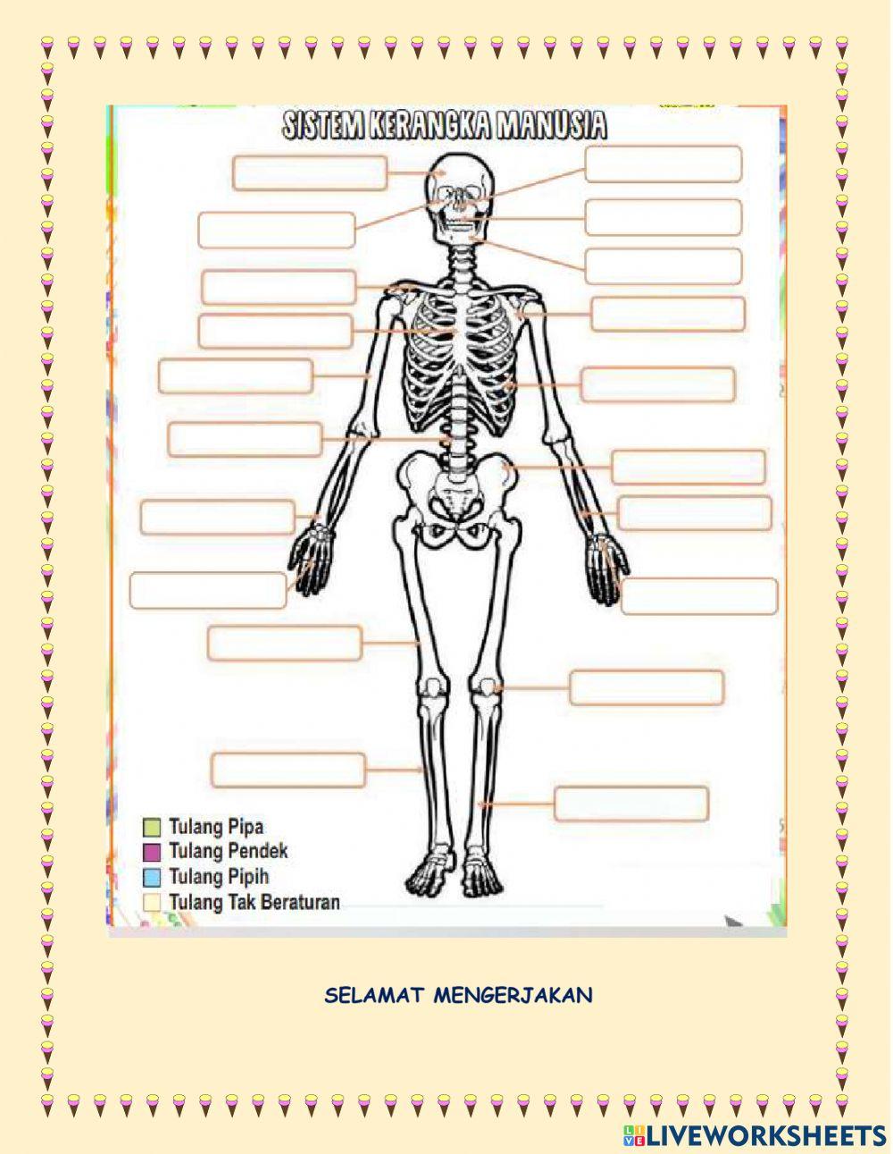 Latihan Soal Organ Gerak Manusia
