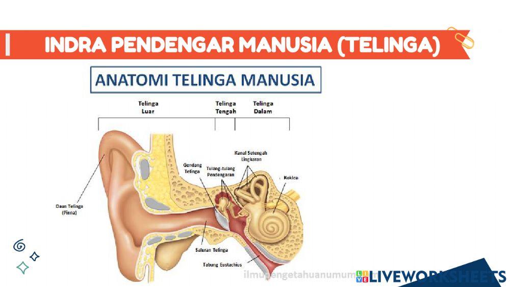 Materi Tema 4 Subtema 2