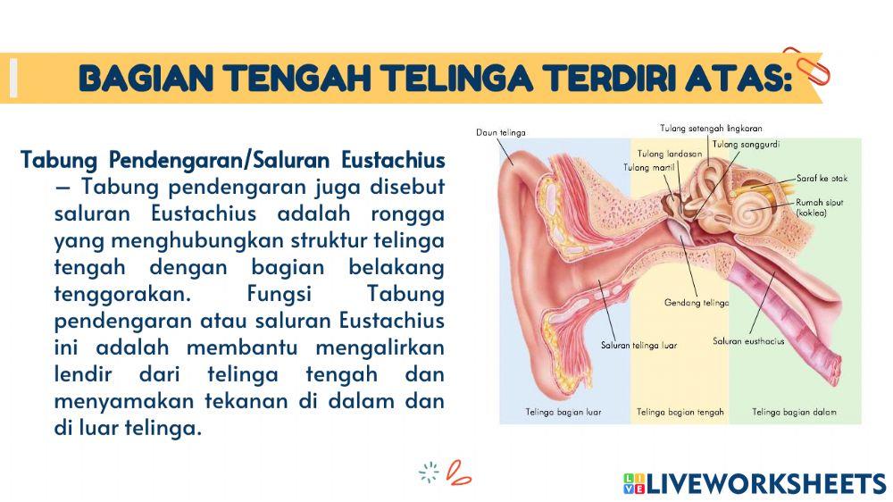 Materi Tema 4 Subtema 2