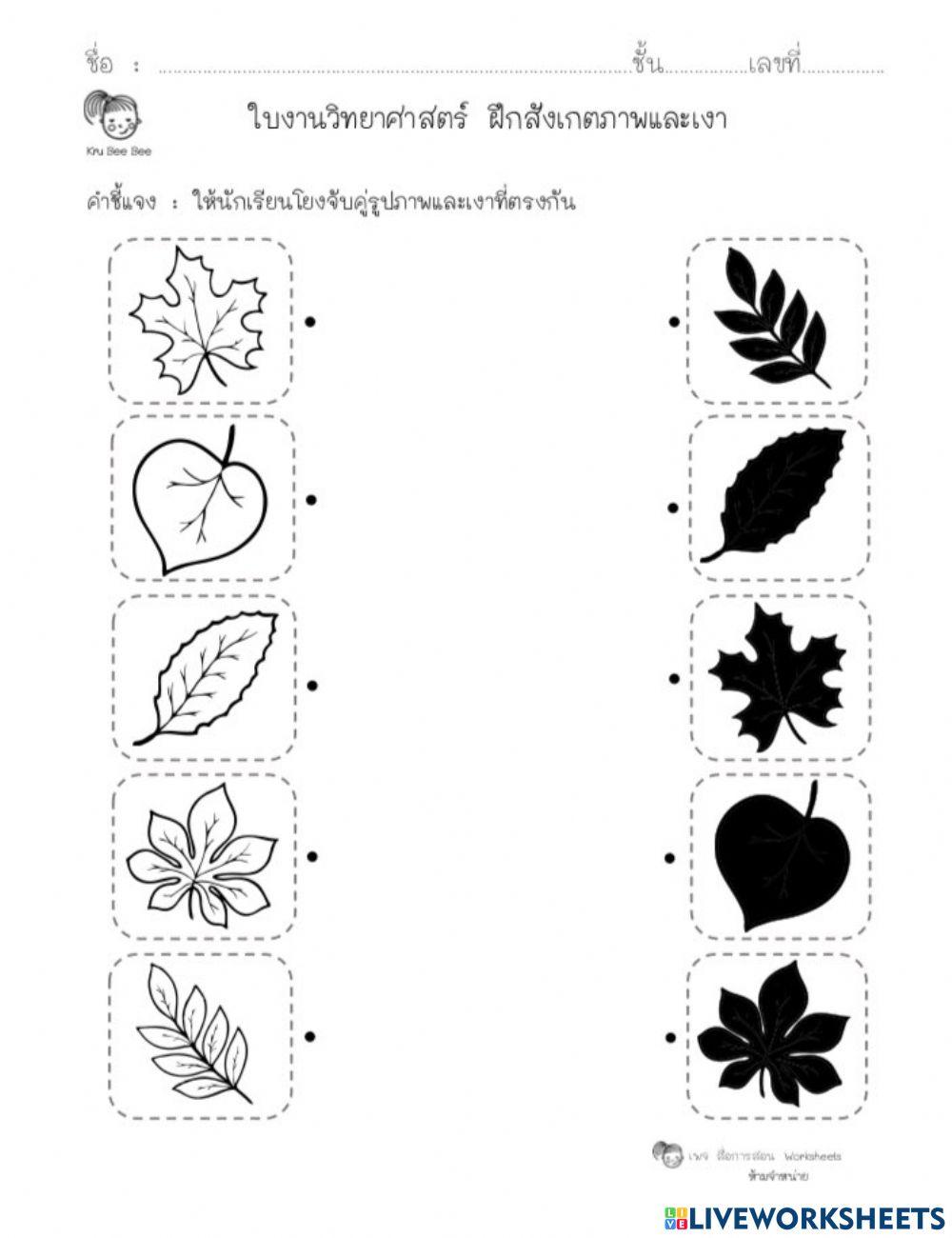 จับคู่ใบไม้กับเงา