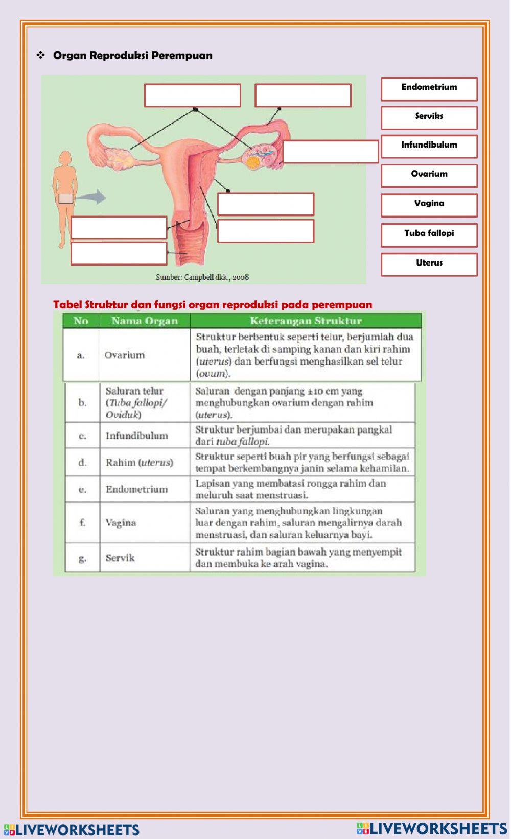 Organ Reproduksi Manusia