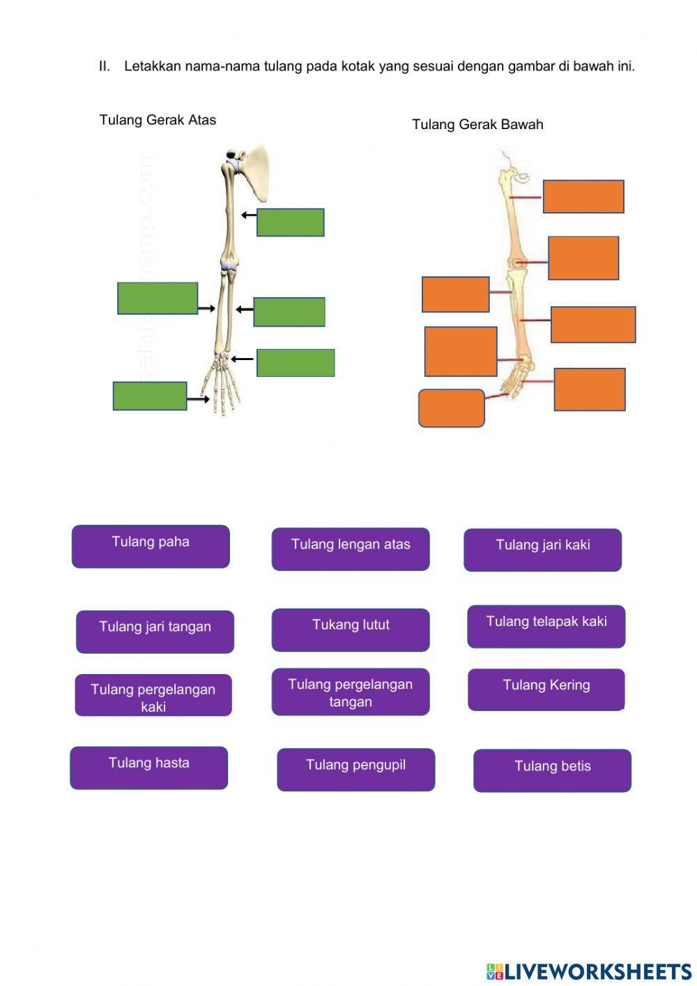 LKPD Sistem Gerak Manusia