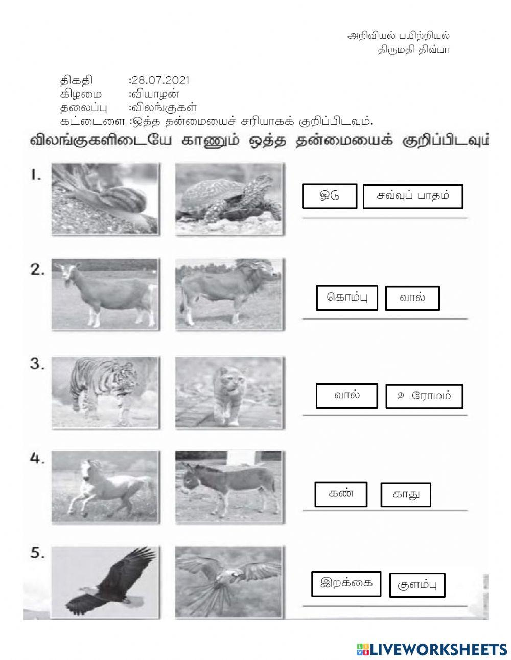 அறிவியல் விலங்கு